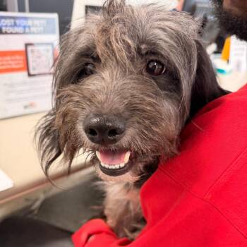 Suki -  Mixed Breed Dog for Adoption in Philadelphia, Pennsylvania - Suki | PetCurious