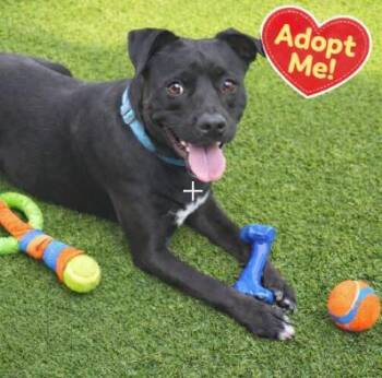 Nina -  Labrador Retriever and Mixed Breed Dog for Adoption in Houston, Texas - Nina | PetCurious