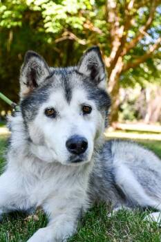 Doug -  Siberian Husky and Mixed Breed Dog for Adoption in Yakima, Washington - Doug | PetCurious