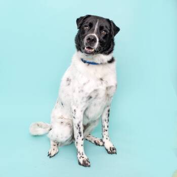 Rescue Australian Cattle Dog Blue Heeler Dogs for Adoption in Franklin, Tennessee - Walter | PetCurious