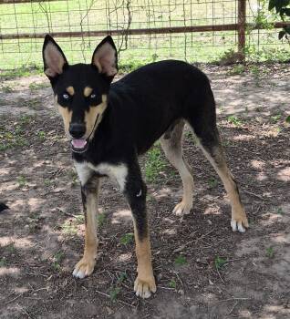 Slater -  Doberman Pinscher Dog for Adoption in Mcallen, Texas - Slater | PetCurious