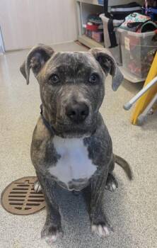 Mixed Breed Dogs Available for Adoption in Key West, Florida - Poseidon | PetCurious