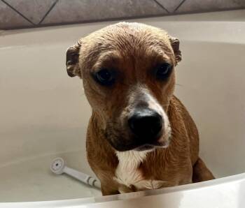 Rescue Pit Bull Terrier and American Staffordshire Terrier Dogs for Adoption in Mooresville, North Carolina - Mila | PetCurious