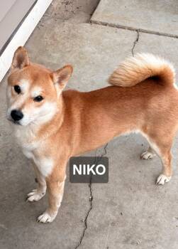 Shiba Inu Dogs Available for Adoption in Windom, Minnesota - Nikko | PetCurious
