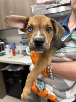 FRENZY -  German Shepherd Dog Dog for Adoption in Baytown, Texas - FRENZY | PetCurious