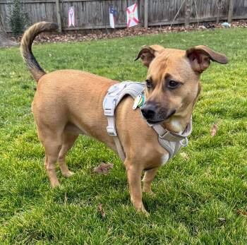 Mixed Breed Dogs Available for Adoption - Stella Marie | PetCurious