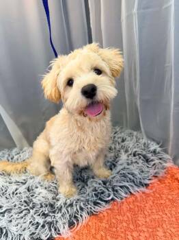 Havanese and Poodle Dogs Available for Adoption - Mr Bean | PetCurious