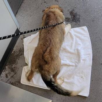 Oliver -  Mixed Breed Dog for Adoption in Las Cruces, New Mexico - Oliver | PetCurious