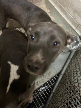 Rescue Pit Bull Terrier Dogs for Adoption in Stockton, California - AUTUMN | PetCurious