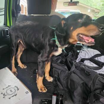 Rescue Black And Tan Coonhound and Mixed Breed Dogs for Adoption in Hackett, Arkansas - Sherman | PetCurious