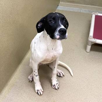 Angus -  Pointer Dog for Adoption in Monroe, Georgia - Angus | PetCurious