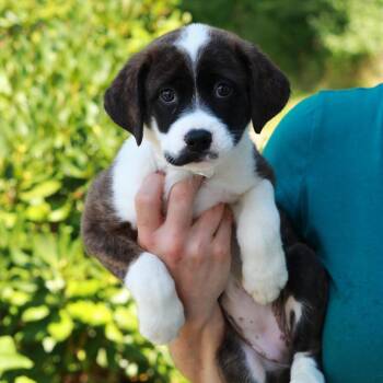 CT Birdie -  Cattle Dog and Australian Cattle Dog Blue Heeler Dog for Adoption in Stormville, New York - CT Birdie | PetCurious