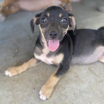 Spaghetti -  Chihuahua and Pug Dog for Adoption in Escondido, California - Spaghetti | PetCurious