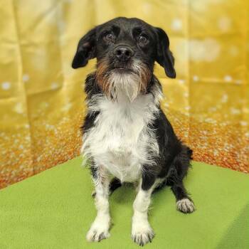 Rusty -  Terrier and Mixed Breed Dog for Adoption in Griswold, Connecticut - Rusty | PetCurious