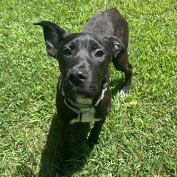 Boggle -  Labrador Retriever Dog for Adoption in Lakewood Ranch, Florida - Boggle | PetCurious