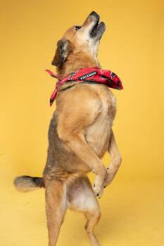 Beehive -  Mixed Breed Dog for Adoption in Atlanta, Georgia - Beehive | PetCurious