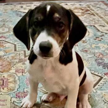 English Pointer and Beagle Dogs Available for Adoption - Copper | PetCurious