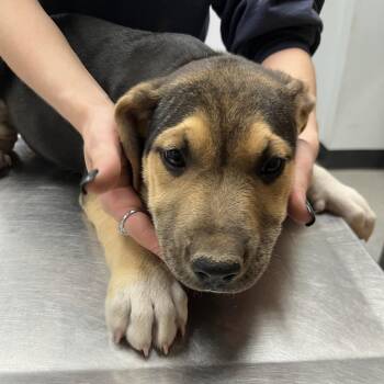 Cepheus -  German Shepherd Dog and Husky Dog for Adoption in Durango, Colorado - Cepheus | PetCurious
