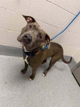 STALONE -  Pit Bull Terrier Dog for Adoption in Indianapolis, Indiana - STALONE | PetCurious