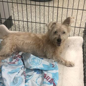 Jack Russell Terrier Dogs Available for Adoption - Hannibal | PetCurious