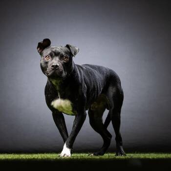 Baxter -  Mixed Breed Dog Available for Adoption in Jupiter, Florida - Baxter | PetCurious