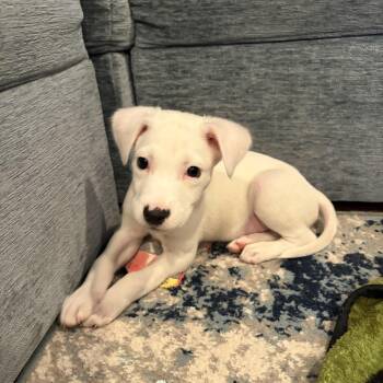 Cobb Salad -  Terrier Dog for Adoption in Plainfield, Illinois - Cobb Salad | PetCurious