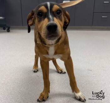 Marley -  Beagle and Labrador Retriever Dog for Adoption in Washington, District Of Columbia - Marley | PetCurious
