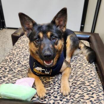 Kendall -  Mixed Breed Dog for Adoption in Falls Church, Virginia - Kendall | PetCurious