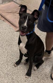 Chubbs -  Mixed Breed Dog for Adoption in Kansas City, Missouri - Chubbs | PetCurious