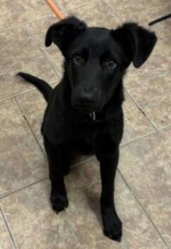 Midnight -  Labrador Retriever and Shepherd Dog for Adoption in Littleton, Colorado - Midnight | PetCurious