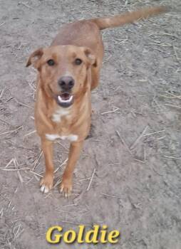 Hound Dogs Available for Adoption - Goldie | PetCurious