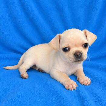 Clovis -  Pug and Chihuahua Dog for Adoption in Tucson, Arizona - Clovis | PetCurious