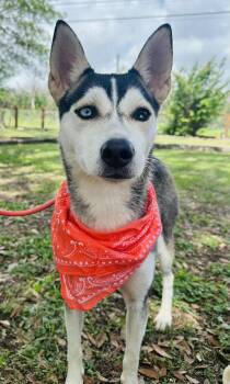 Rescue Siberian Husky Dogs for Adoption in Blacksburg, Virginia - Shelby | PetCurious