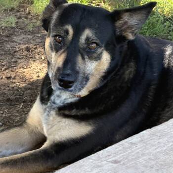 Hana -  Australian Kelpie and Shepherd Dog for Adoption in Gilbert, Arizona - Hana | PetCurious