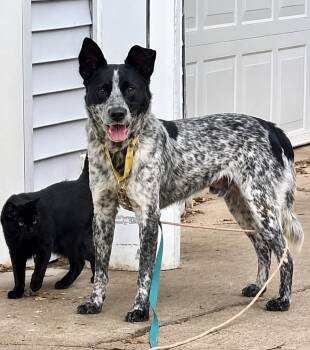 Blue -  Australian Cattle Dog Blue Heeler Dog for Adoption in Grand Rapids, Michigan - Blue | PetCurious