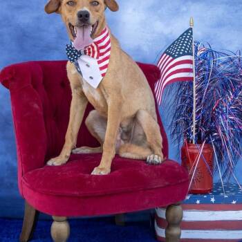 Rescue Shepherd Dogs for Adoption in Midland, Texas - Marvin | PetCurious