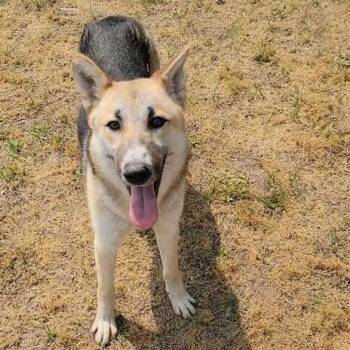 Shepherd Dogs Available for Adoption in Valdosta, Georgia - Peony | PetCurious