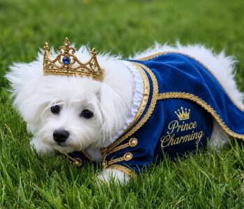 Maltese Dogs Available for Adoption in Washington Court House, Ohio - Mookey | PetCurious