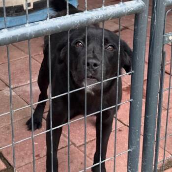 Black Labrador Retriever Dogs Available for Adoption in Quincy, Florida - Thomas | PetCurious