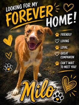 Milo -  Mixed Breed Dog for Adoption in Shelbyville, Tennessee - Milo | PetCurious