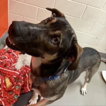 Mixed Breed Dogs Available for Adoption - Blizzard | PetCurious