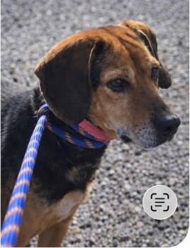 Beagle Dogs Available for Adoption - Annie | PetCurious