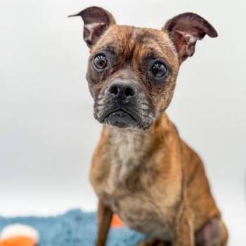 Timmy -  Chihuahua and Terrier Dog for Adoption in Allentown, Pennsylvania - Timmy | PetCurious