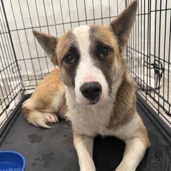 Daisy -  Mixed Breed Dog for Adoption in Riverwoods, Illinois - Daisy | PetCurious