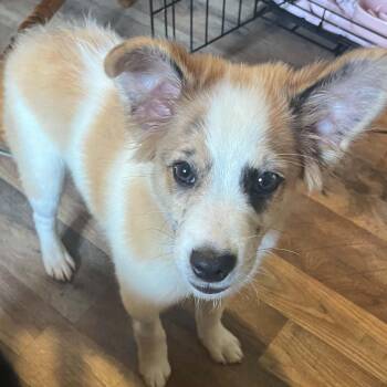 Benny -  Collie and Australian Shepherd Dog for Adoption in Brockport, New York - Benny | PetCurious