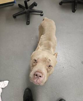MO -  American Staffordshire Terrier Dog for Adoption in Corpus Christi, Texas - MO | PetCurious