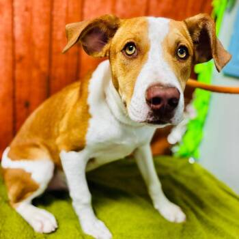 Riley -  Hound Dog for Adoption in Lebanon, Missouri - Riley | PetCurious