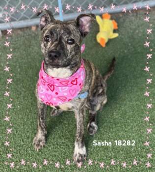 SASHA -  Pit Bull Terrier Dog for Adoption in Marietta, Georgia - SASHA | PetCurious