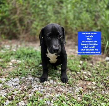 The Ruff Father -  Labrador Retriever Dog for Adoption in Oviedo, Florida - The Ruff Father | PetCurious