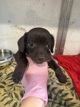 Chihuahua and Mixed Breed Dogs Available for Adoption in Visalia, California - Pup 5 | PetCurious